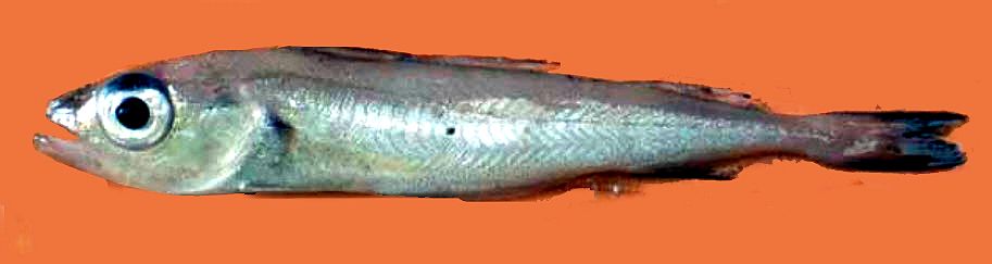 Trisopterus esmarkii_00555